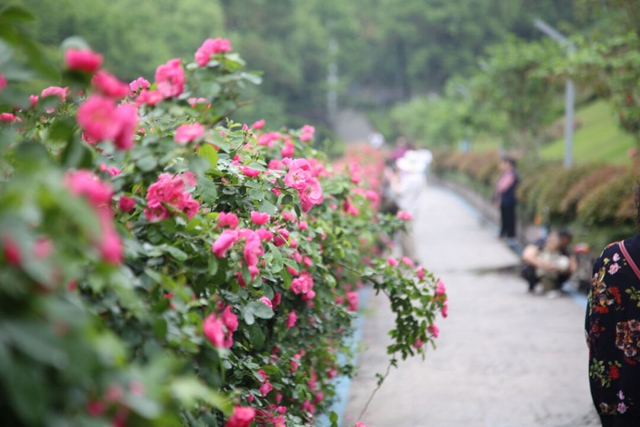 超美!蔷薇、月季花上线,快去打卡酒城浪漫吧(图3) 3.jpg