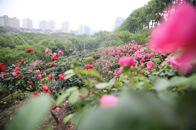 超美!蔷薇、月季花上线,快去打卡酒城浪漫吧(图5) 5.jpg