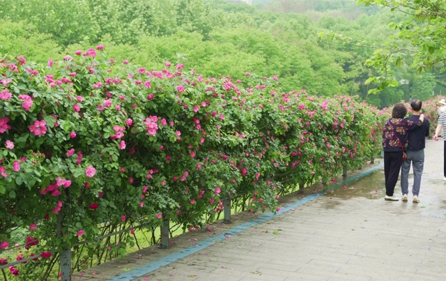 超美!蔷薇、月季花上线,快去打卡酒城浪漫吧(图8) 8.jpg