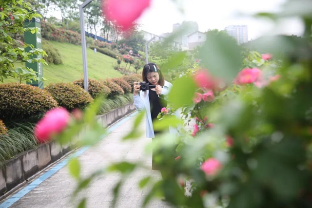 超美!蔷薇、月季花上线,快去打卡酒城浪漫吧(图9) 9.jpg