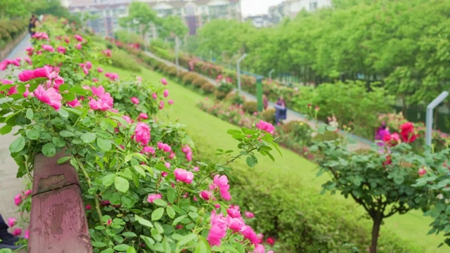 超美!蔷薇、月季花上线,快去打卡酒城浪漫吧(图10) 10.jpg