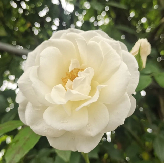 超美!蔷薇、月季花上线,快去打卡酒城浪漫吧(图16) 16.jpg