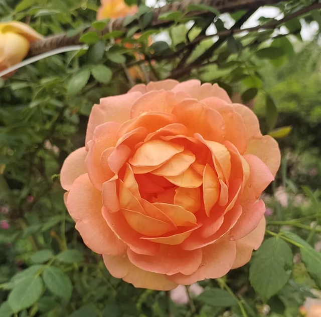 超美!蔷薇、月季花上线,快去打卡酒城浪漫吧(图17) 17.jpg