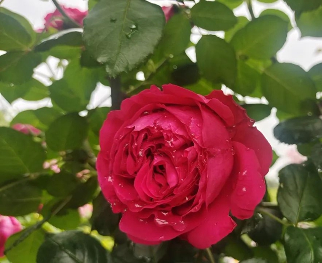 超美!蔷薇、月季花上线,快去打卡酒城浪漫吧(图18) 18.jpg