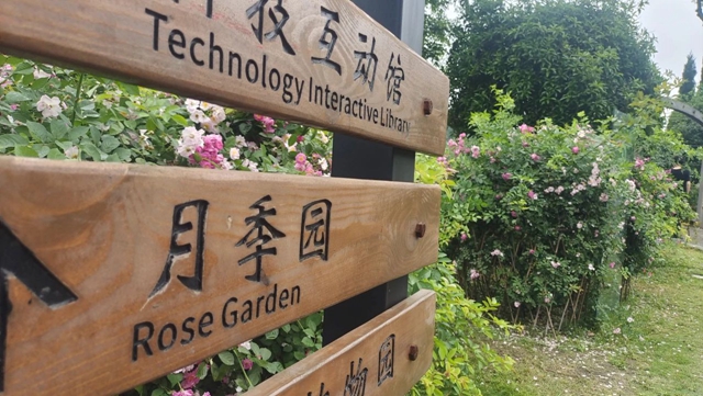 超美!蔷薇、月季花上线,快去打卡酒城浪漫吧(图11) 11.jpg