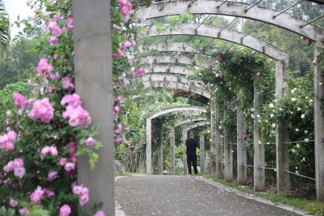 超美!蔷薇、月季花上线,快去打卡酒城浪漫吧(图15) 15.jpg