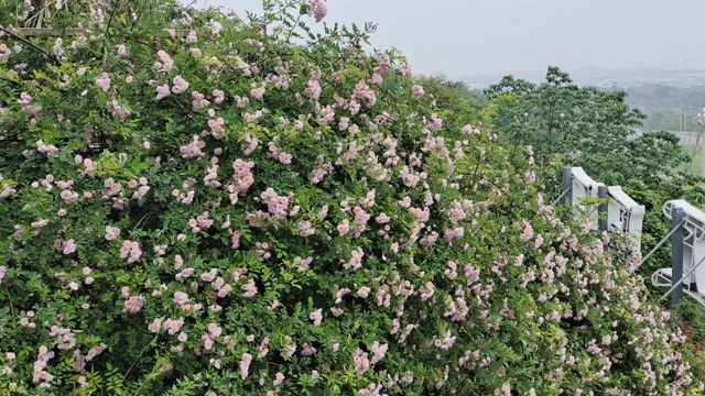 超美!蔷薇、月季花上线,快去打卡酒城浪漫吧(图12) 12.jpg