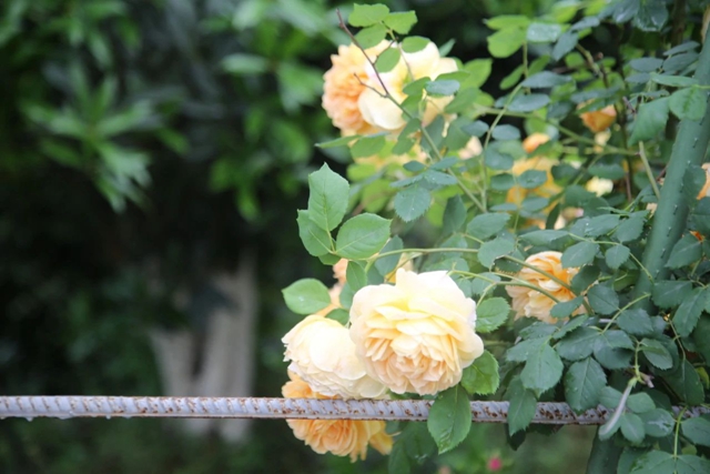 超美!蔷薇、月季花上线,快去打卡酒城浪漫吧(图13) 13.jpg