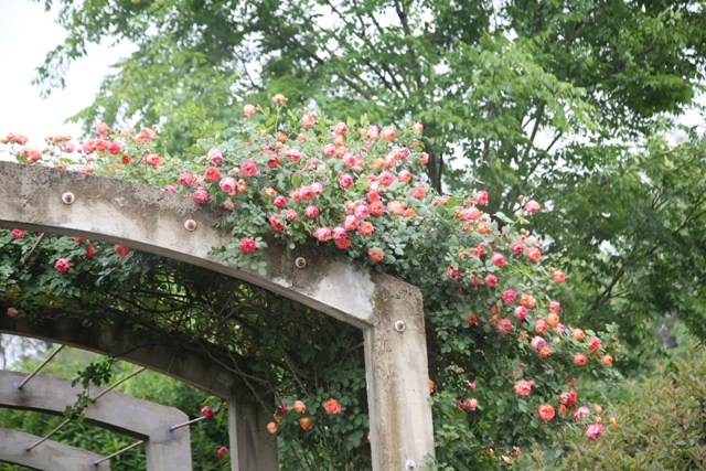 超美!蔷薇、月季花上线,快去打卡酒城浪漫吧(图14) 14.jpg