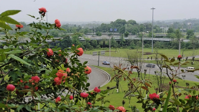 超美!蔷薇、月季花上线,快去打卡酒城浪漫吧(图21) 21.jpg