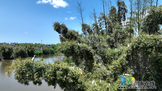4月21日，在泸州市龙马潭区胡市镇来寺村濑溪河畔，许多白鹭在湖边自由嬉戏觅食。 (1).jpg