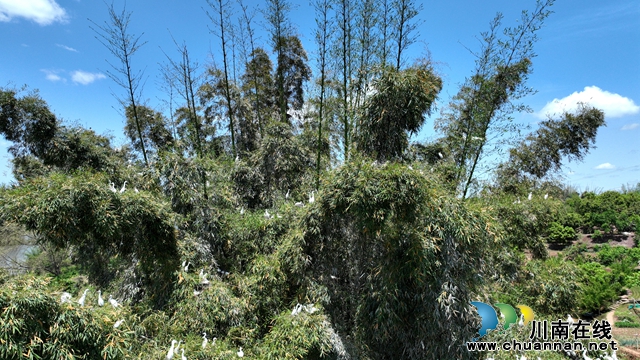 4月21日，在泸州市龙马潭区胡市镇来寺村濑溪河畔，许多白鹭在湖边自由嬉戏觅食。 (2).jpg