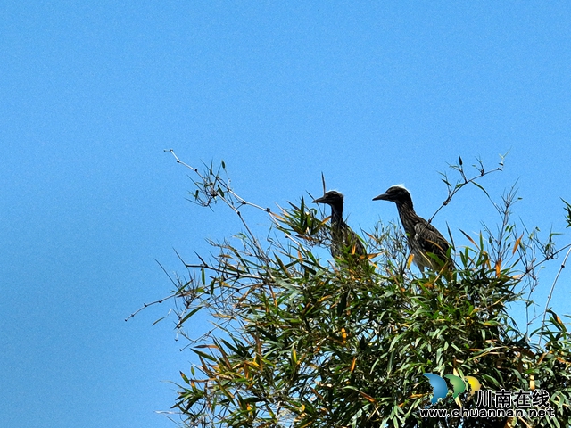 枝头栖息 (2).jpg