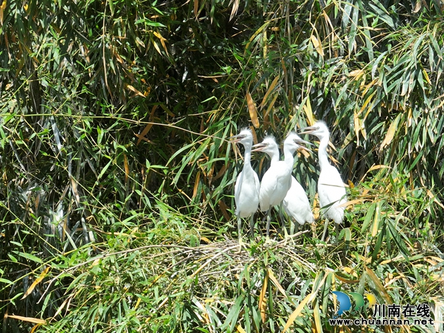 枝头栖息 (3).jpg