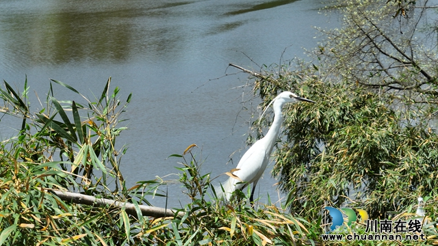 枝头栖息 (5).jpg