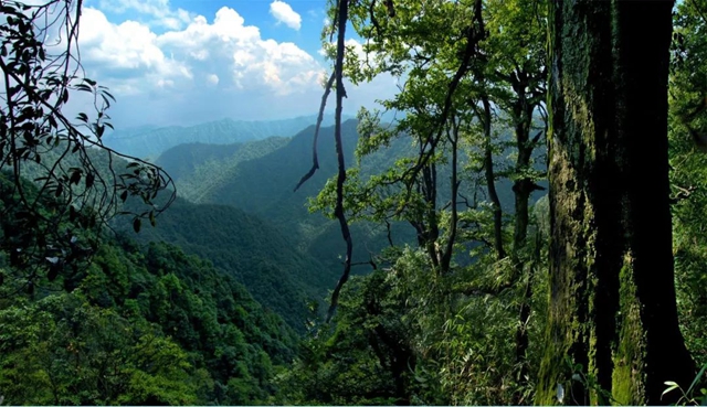 今年五一,古蔺黄荆老林景区将恢复开放(图6) 黄6.jpg