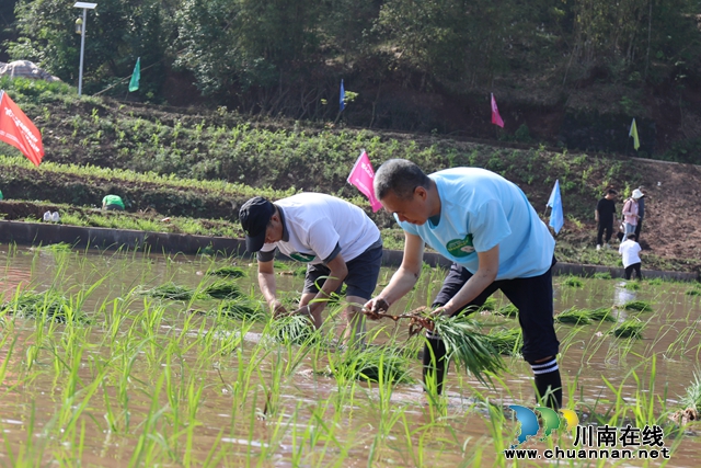 移栽水稻比赛现场 (4).JPG