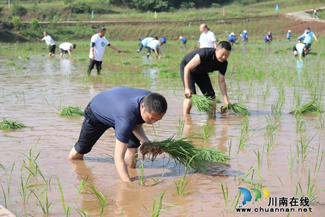 移栽水稻比赛现场 (8).JPG