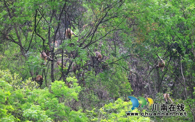 古蔺:野生猕猴群下山觅食 集体“遛娃” 萌态十足(图1) 1.jpg