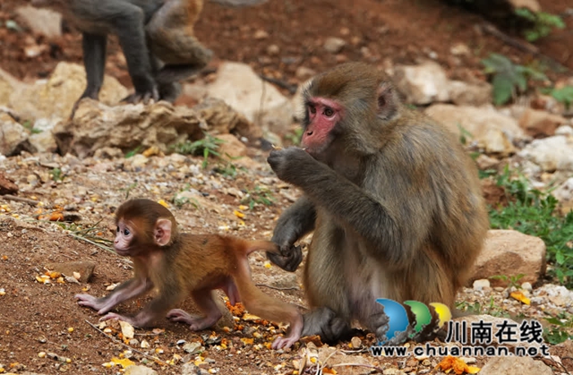 古蔺:野生猕猴群下山觅食 集体“遛娃” 萌态十足(图3) 3.jpg