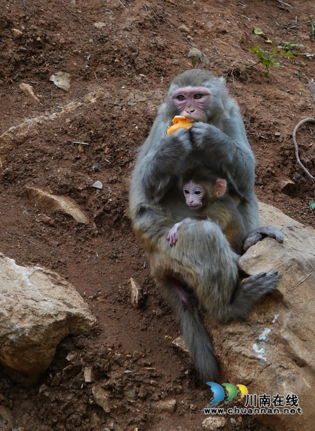 古蔺:野生猕猴群下山觅食 集体“遛娃” 萌态十足(图4) 4.jpg
