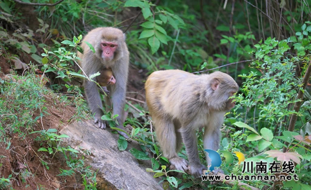 古蔺:野生猕猴群下山觅食 集体“遛娃” 萌态十足(图5) 5.jpg