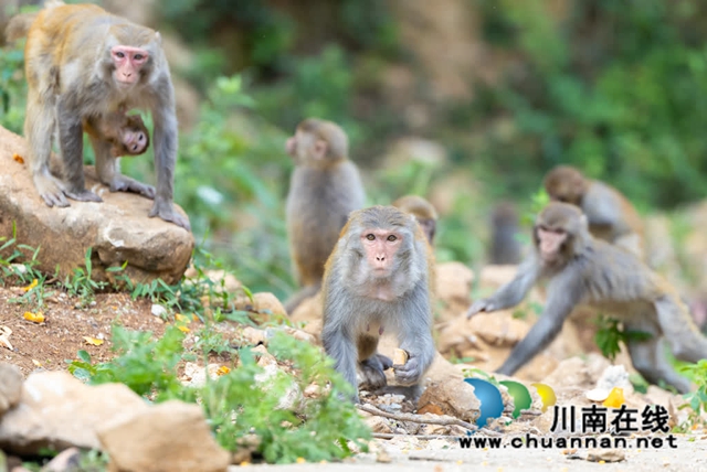 古蔺:野生猕猴群下山觅食 集体“遛娃” 萌态十足(图6) 6.jpg