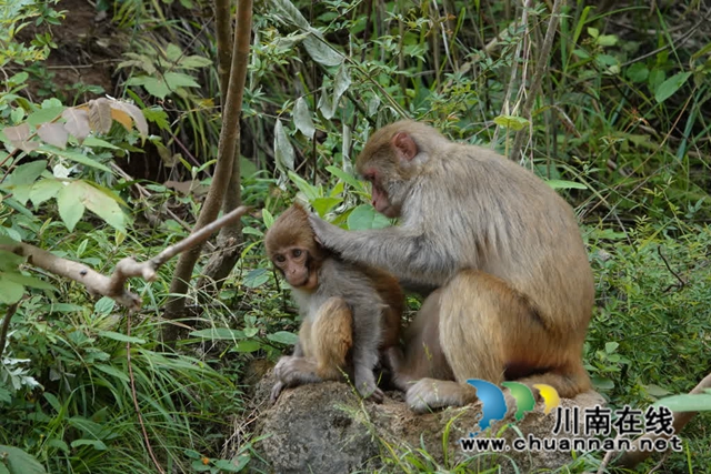 古蔺:野生猕猴群下山觅食 集体“遛娃” 萌态十足(图7) 7.jpg