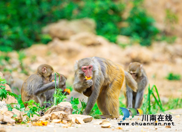 古蔺:野生猕猴群下山觅食 集体“遛娃” 萌态十足(图9) 9.jpg