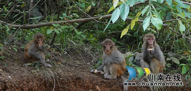 古蔺:野生猕猴群下山觅食 集体“遛娃” 萌态十足(图13) 13.jpg