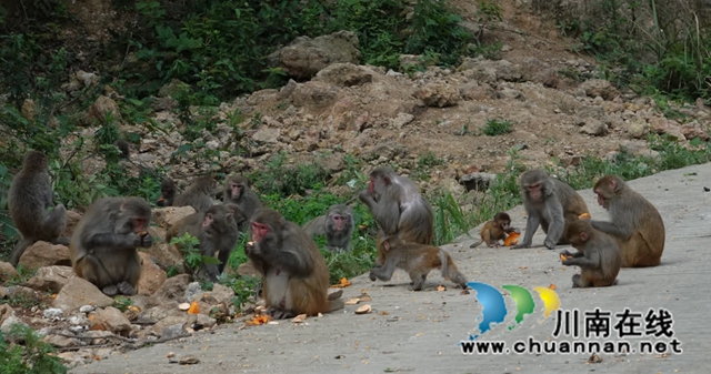 古蔺:野生猕猴群下山觅食 集体“遛娃” 萌态十足(图14) 14.jpg