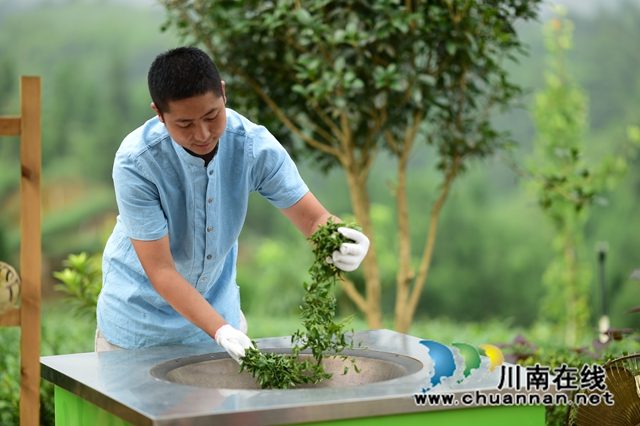 图4：专合社理事长曾茂林在手工制茶.jpg