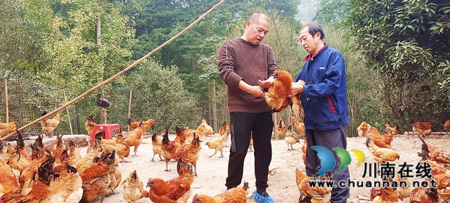 纳溪：汽修老板返乡当支书 带头养鸡鼓百姓钱袋子