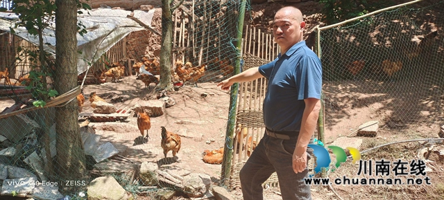 图4：李文海介绍放养的林下鸡.jpg