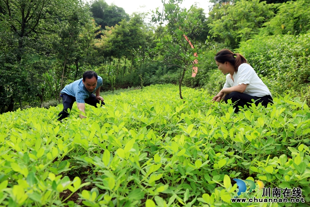 图3：黄永（右）查看试种的水果花生长势.jpg