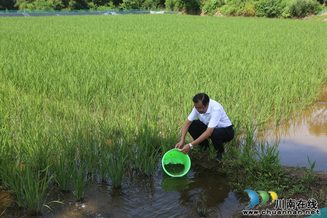 投放大头虾苗（曾佐然摄） (2).JPG