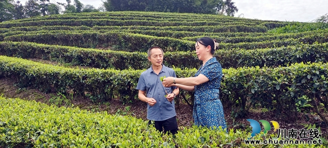 泸州纳溪 放弃高薪 返乡当支书富村民“厚”家底美乡村(图2) 图2:茶产业美了乡村鼓钱袋.jpg