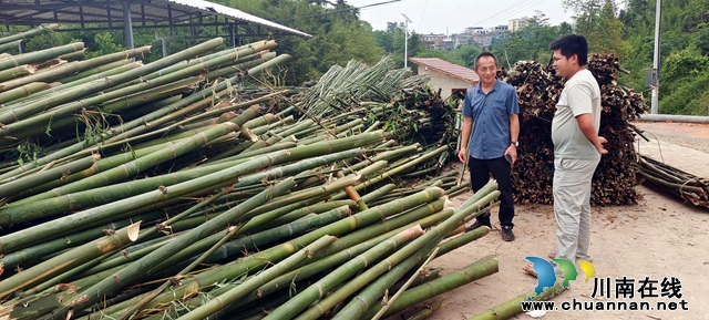 泸州纳溪 放弃高薪 返乡当支书富村民“厚”家底美乡村(图3) 图3:竹产业让村集体和村民双增收.jpg