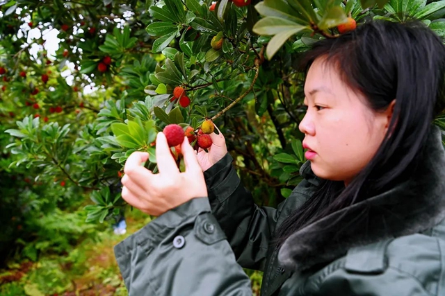 “梅”你不行!荣县杨梅开采啦!就在(图4) 微信图片_20240606104957.jpg