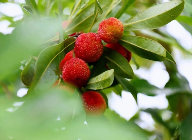 “梅”你不行!荣县杨梅开采啦!就在(图2) 微信图片_20240606104941.jpg