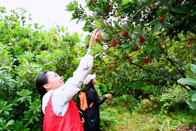 “梅”你不行!荣县杨梅开采啦!就在(图3) 微信图片_20240606104952.jpg