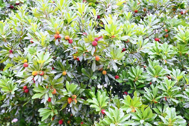 “梅”你不行!荣县杨梅开采啦!就在(图5) 微信图片_20240606105001.jpg