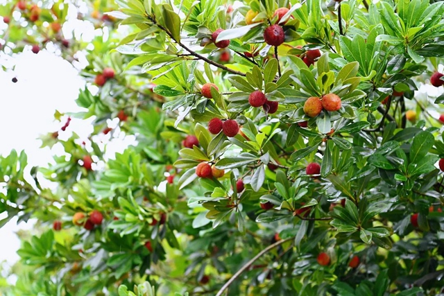 “梅”你不行!荣县杨梅开采啦!就在(图6) 微信图片_20240606105005.jpg