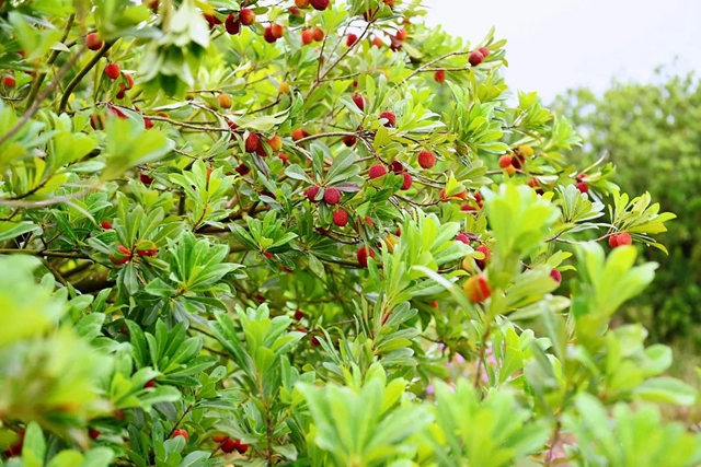 “梅”你不行!荣县杨梅开采啦!就在(图7) 微信图片_20240606105010.jpg