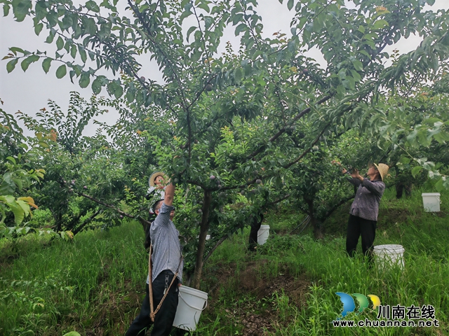 村民采摘五月脆李（曾佐然摄）.jpg
