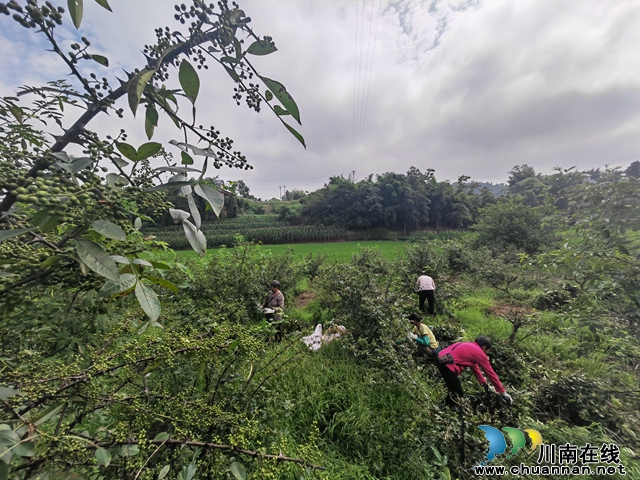 村民采摘花椒（曾佐然摄）.jpg