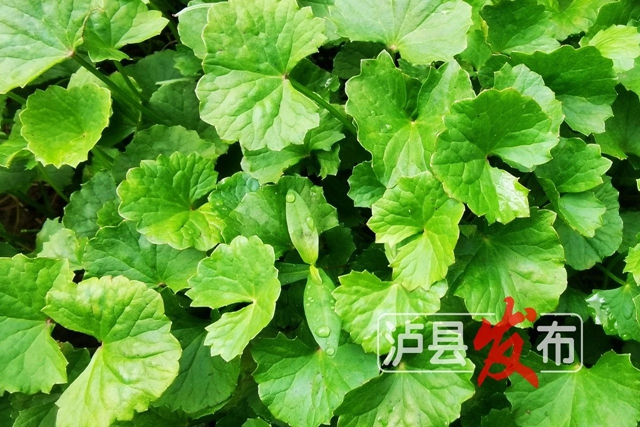 微信图片_20240627101039.jpg