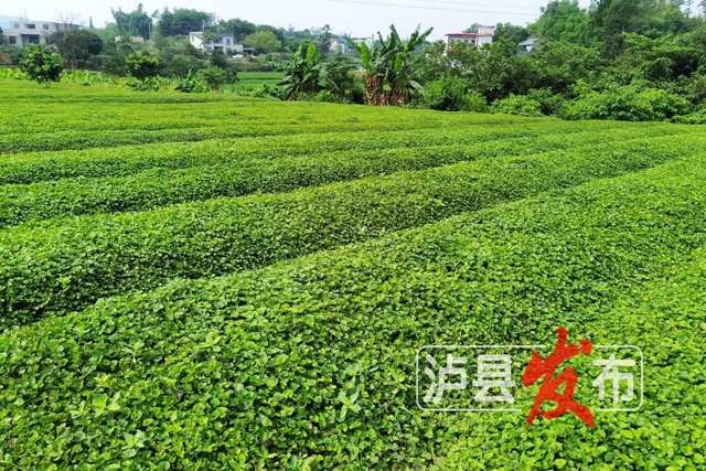 微信图片_20240627101102.jpg
