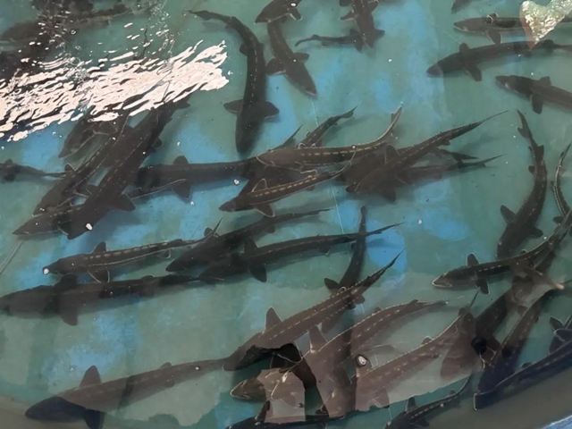 长江鲟原种:全国仅19尾,18尾在宜宾!(图2) 微信图片_20240628113632.jpg