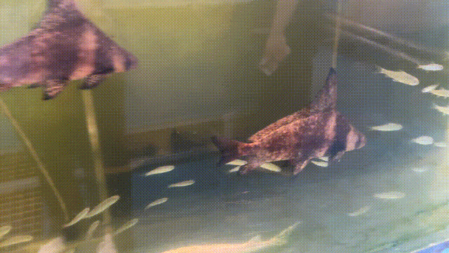 长江鲟原种:全国仅19尾,18尾在宜宾!(图4) 微信图片_20240628113640.gif